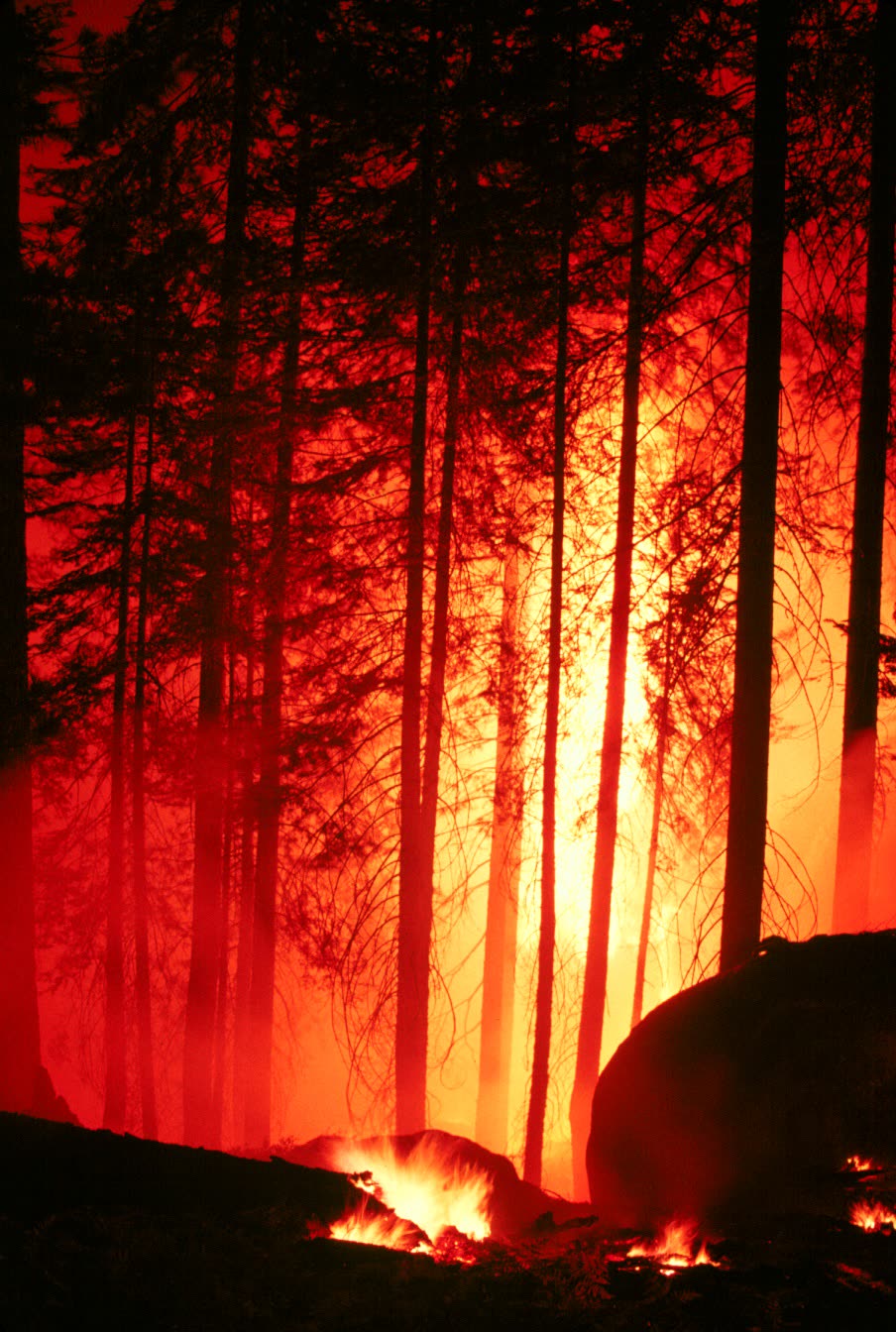 Reference photo of a forest wildfire in the western United States at night; not this incident or current conditions.